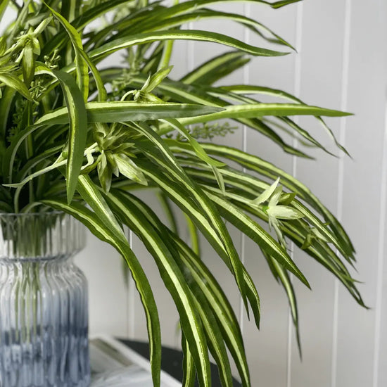 Spider Plant Bush 55cml | Evergreen Walls