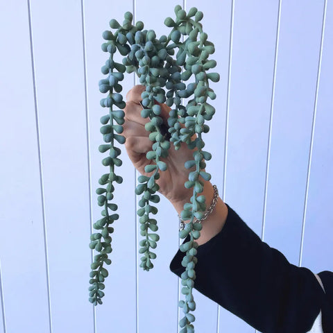String of Pearls Hanging Bush Grey Green 45cmL