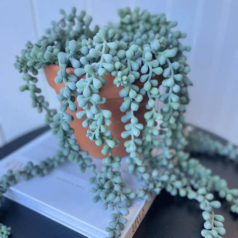 String of Pearls Hanging Bush Grey Green 45cmL