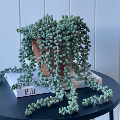 String of Pearls Hanging Bush Grey Green 45cmL