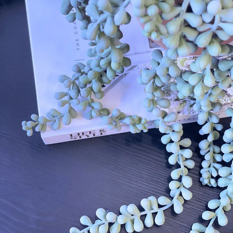 String of Pearls Hanging Bush Grey Green 45cmL