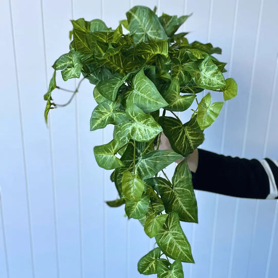Syngonium Hanging Bush 76cmL | Evergreen Walls
