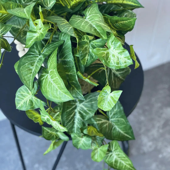 Syngonium Hanging Bush 76cmL | Evergreen Walls