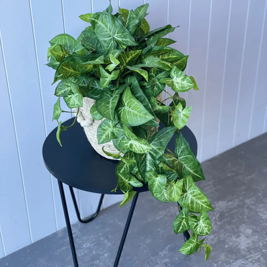 Syngonium Hanging Bush 76cmL | Evergreen Walls