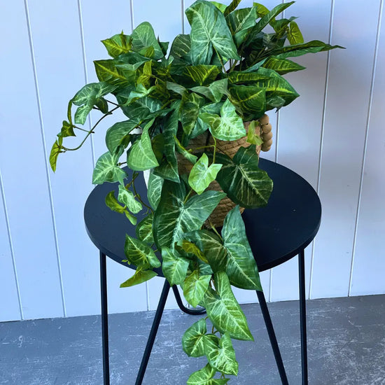 Syngonium Hanging Bush 76cmL | Evergreen Walls