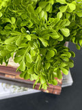 Baby Tears Bush Light Green (UV) - Evergreen Walls