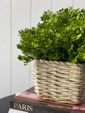 Baby Tears Bush Light Green (UV) - Evergreen Walls