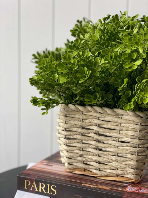 Baby Tears Bush Light Green (UV) - Evergreen Walls