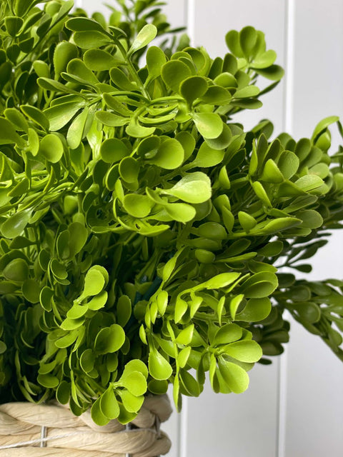 Baby Tears Bush Light Green (UV) - Evergreen Walls