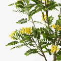 Cassia Glauca Tree 210cm - Evergreen Walls