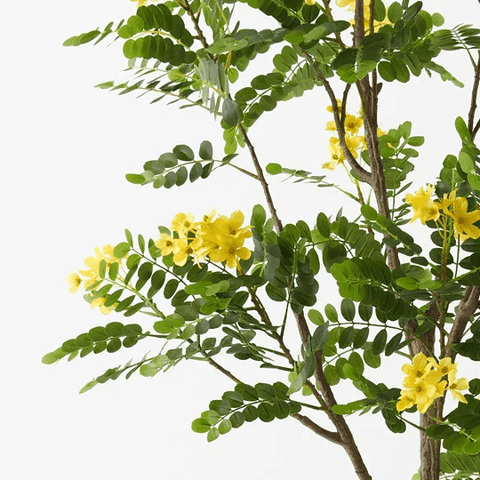 Cassia Glauca Tree 210cm - Evergreen Walls