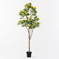 Cassia Glauca Tree 210cm - Evergreen Walls