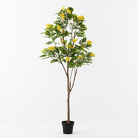 Cassia Glauca Tree 210cm - Evergreen Walls