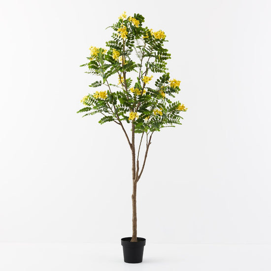 Cassia Glauca Tree 210cm - Evergreen Walls