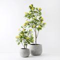 Cassia Glauca Tree 210cm - Evergreen Walls