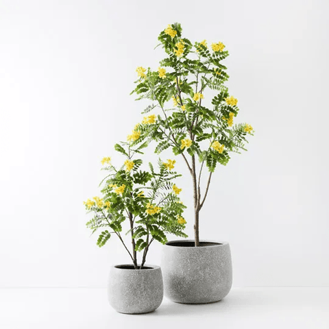Cassia Glauca Tree 210cm - Evergreen Walls