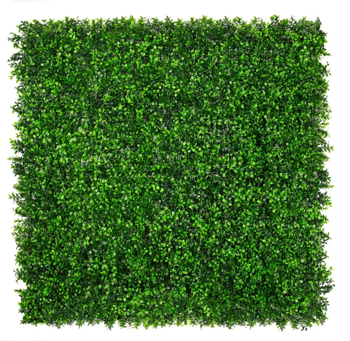 Classic Boxwood