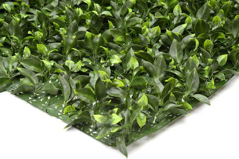 Classic Gardenia Roll - Evergreen Walls