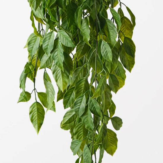 Ebony Leaf Hanging Bush | Evergreen Walls