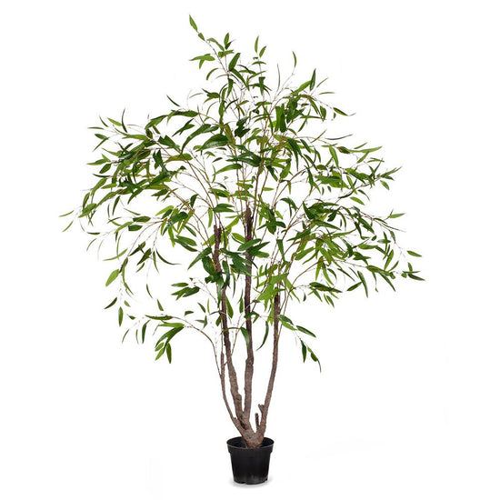 Eucalyptus Tree Green - Evergreen Walls