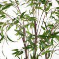 Eucalyptus Tree Green - Evergreen Walls