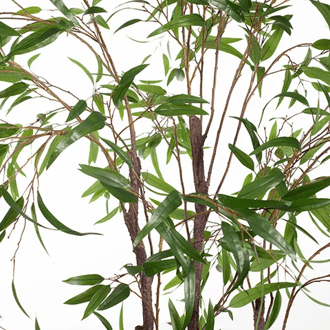 Eucalyptus Tree Green - Evergreen Walls