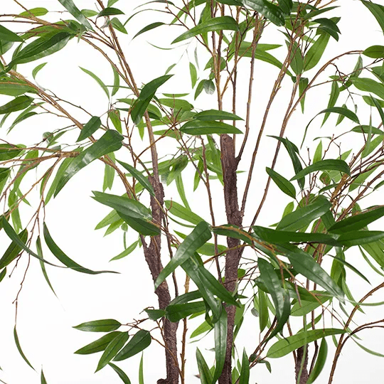 Eucalyptus Tree Green - Evergreen Walls