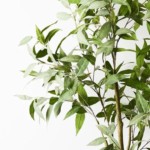 Eucalyptus Tree Green - Evergreen Walls