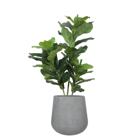 Fiddle Leaf Plant 85cm - Evergreen Walls