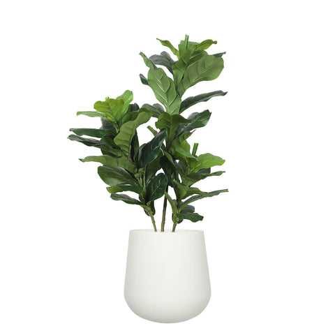 Fiddle Leaf Plant 85cm - Evergreen Walls