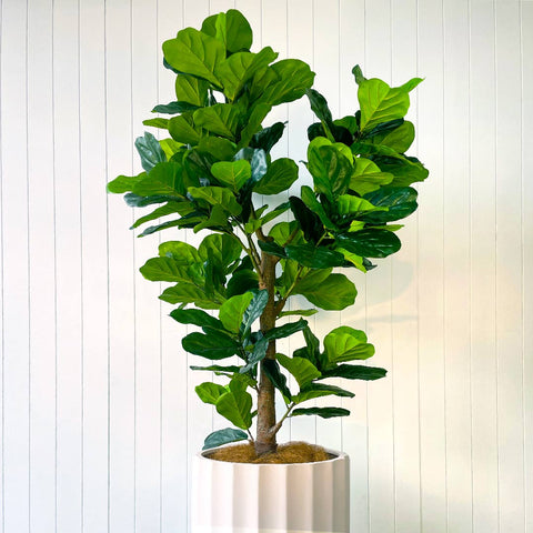 Fiddle Leaf Tree 1.83m - Evergreen Walls