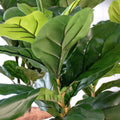 Fiddle Leaf Tree 1.83m - Evergreen Walls