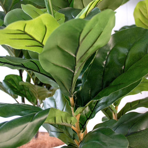 Fiddle Leaf Tree 1.83m - Evergreen Walls