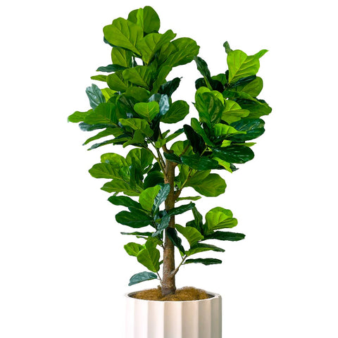 Fiddle Leaf Tree 1.83m - Evergreen Walls