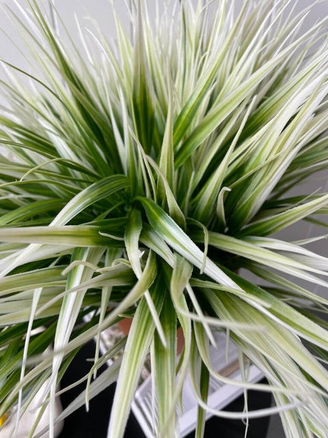 Grass Bush White 35cm (UV) - Evergreen Walls