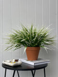 Grass Bush White 35cm (UV) - Evergreen Walls