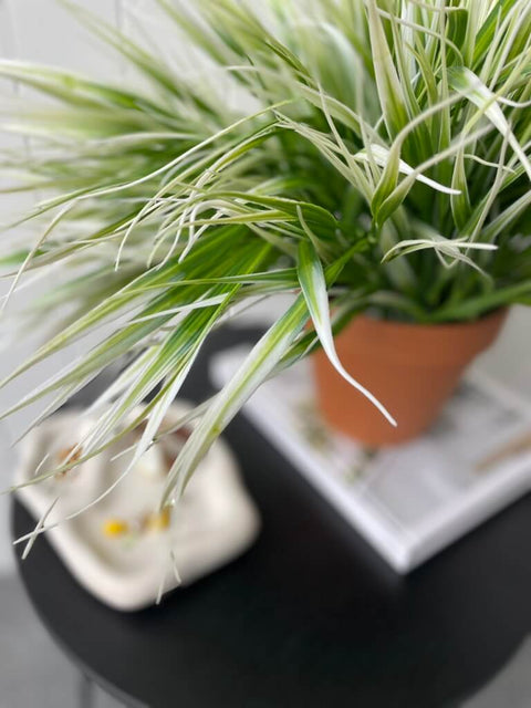 Grass Bush White 35cm (UV) - Evergreen Walls