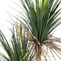 Grass Yucca Tree Double Trunk UV - Evergreen Walls