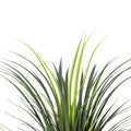 Grass Yucca Tree Double Trunk UV - Evergreen Walls