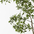Japanese Andromeda Tree 290cmh - Evergreen Walls