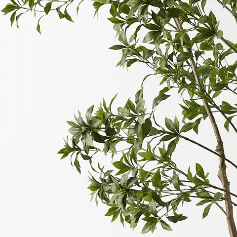 Japanese Andromeda Tree 290cmh - Evergreen Walls