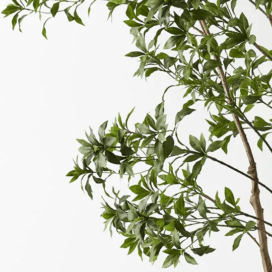 Japanese Andromeda Tree 290cmh - Evergreen Walls
