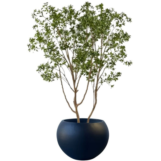 andromeda bonsai tree Japanese Andromeda Tree 290cmh – Evergreen Walls