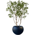 Japanese Andromeda Tree 290cmh - Evergreen Walls