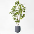 Japanese Lacquer Tree - Evergreen Walls