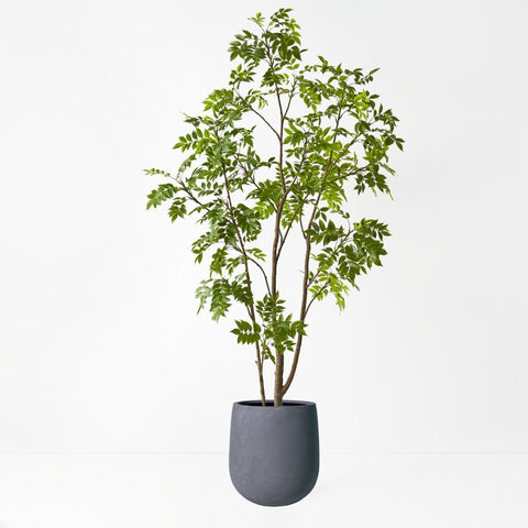 Japanese Lacquer Tree - Evergreen Walls