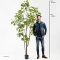 Japanese Lacquer Tree - Evergreen Walls