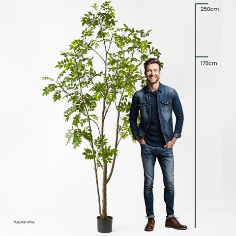 Japanese Lacquer Tree - Evergreen Walls