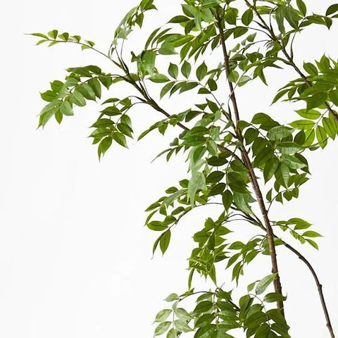 Japanese Lacquer Tree - Evergreen Walls