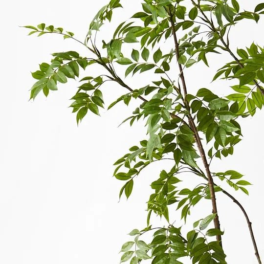 Japanese Lacquer Tree - Evergreen Walls